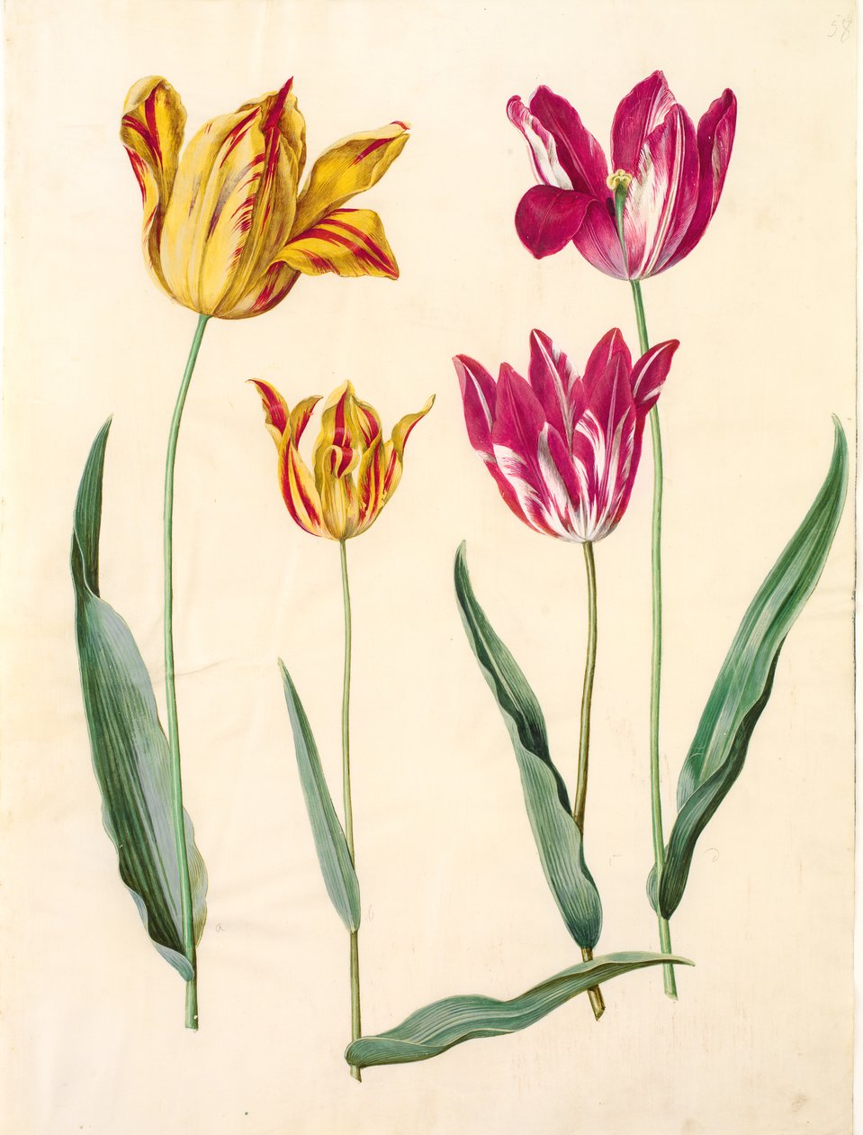 Tulipa gesneriana (tulipano) da Hans Simon Holtzbecker