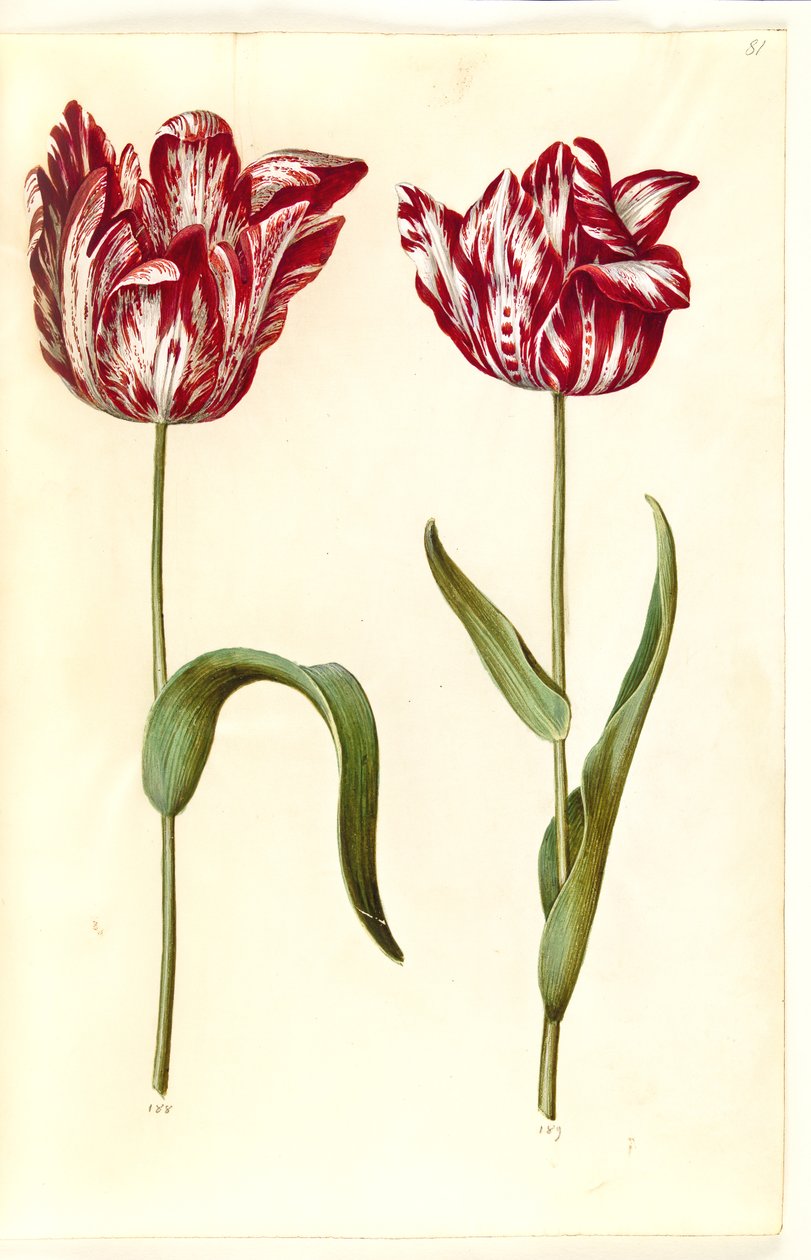 Tulipa gesneriana (tulipano da giardino) da Hans Simon Holtzbecker