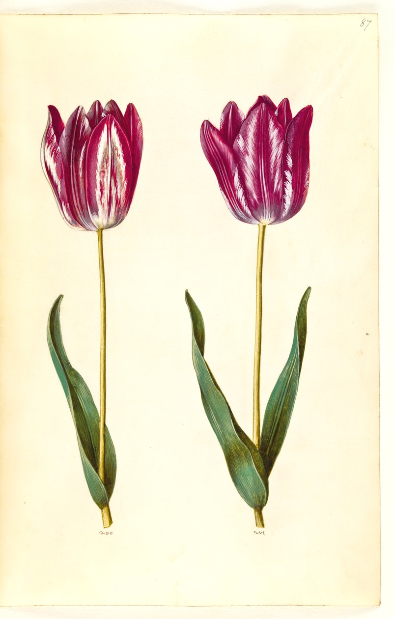 Tulipa gesneriana (tulipano da giardino) da Hans Simon Holtzbecker