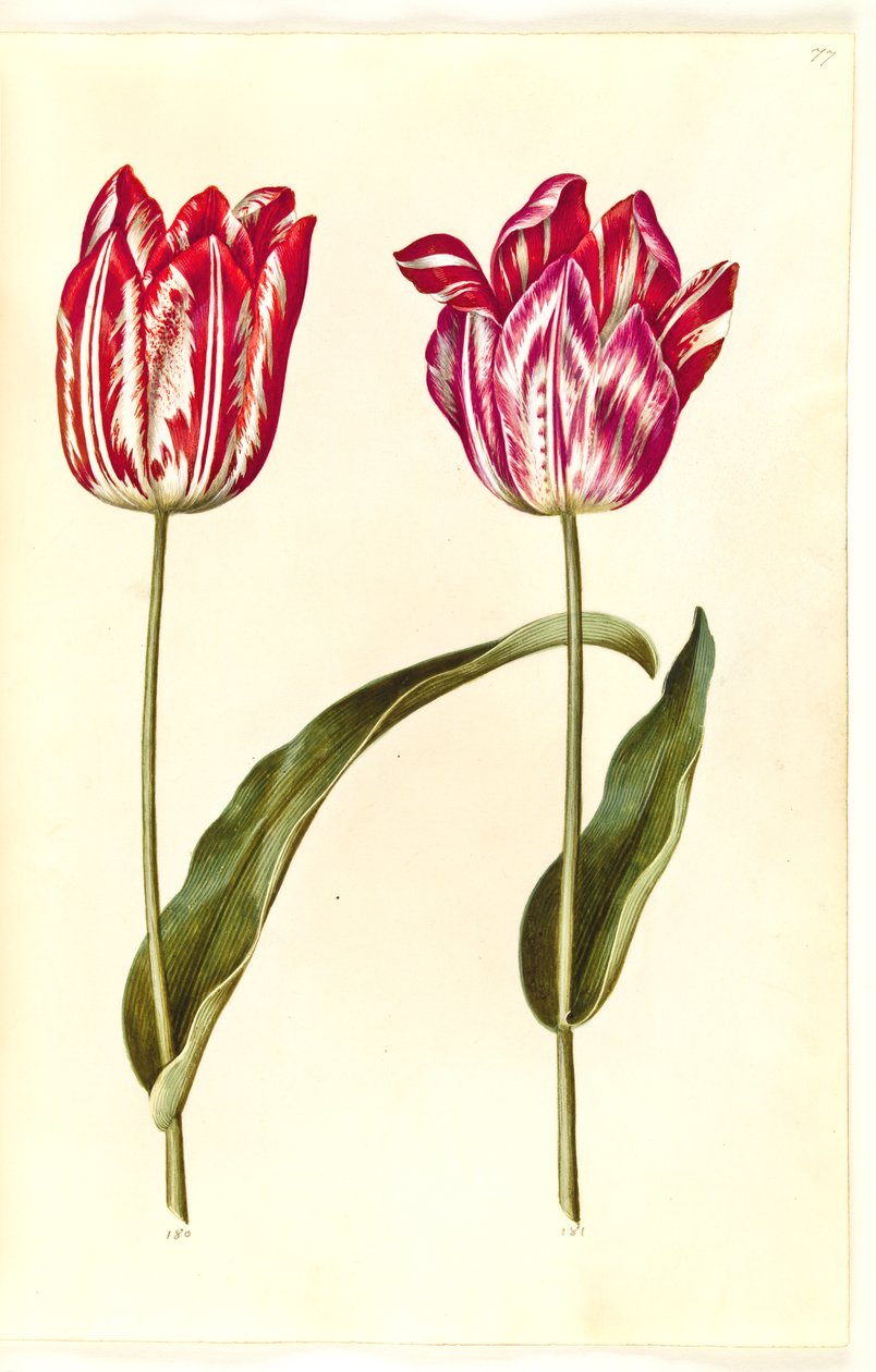 Tulipa gesneriana (tulipano da giardino) da Hans Simon Holtzbecker