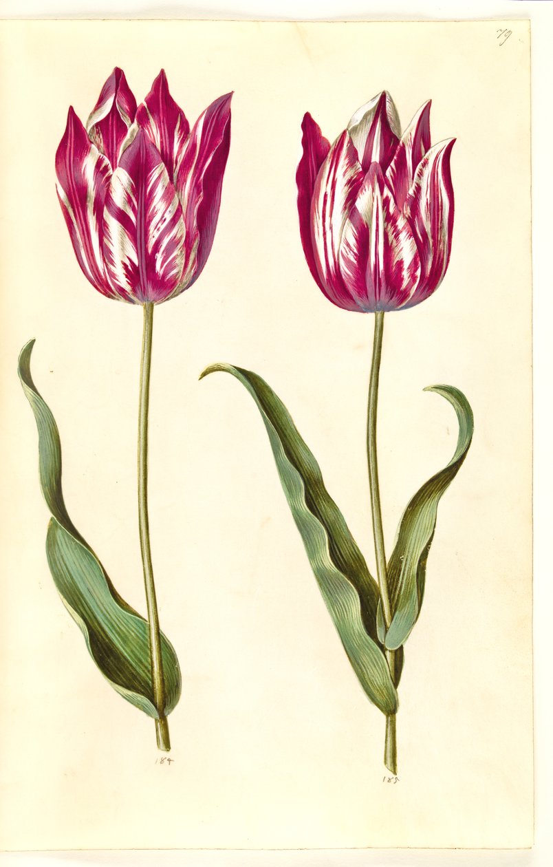 Tulipa gesneriana (tulipano da giardino) da Hans Simon Holtzbecker