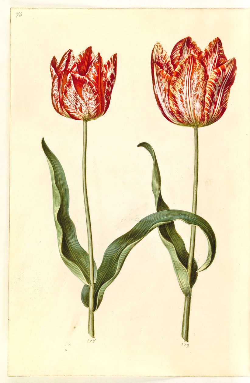 Tulipa gesneriana (tulipano da giardino) da Hans Simon Holtzbecker