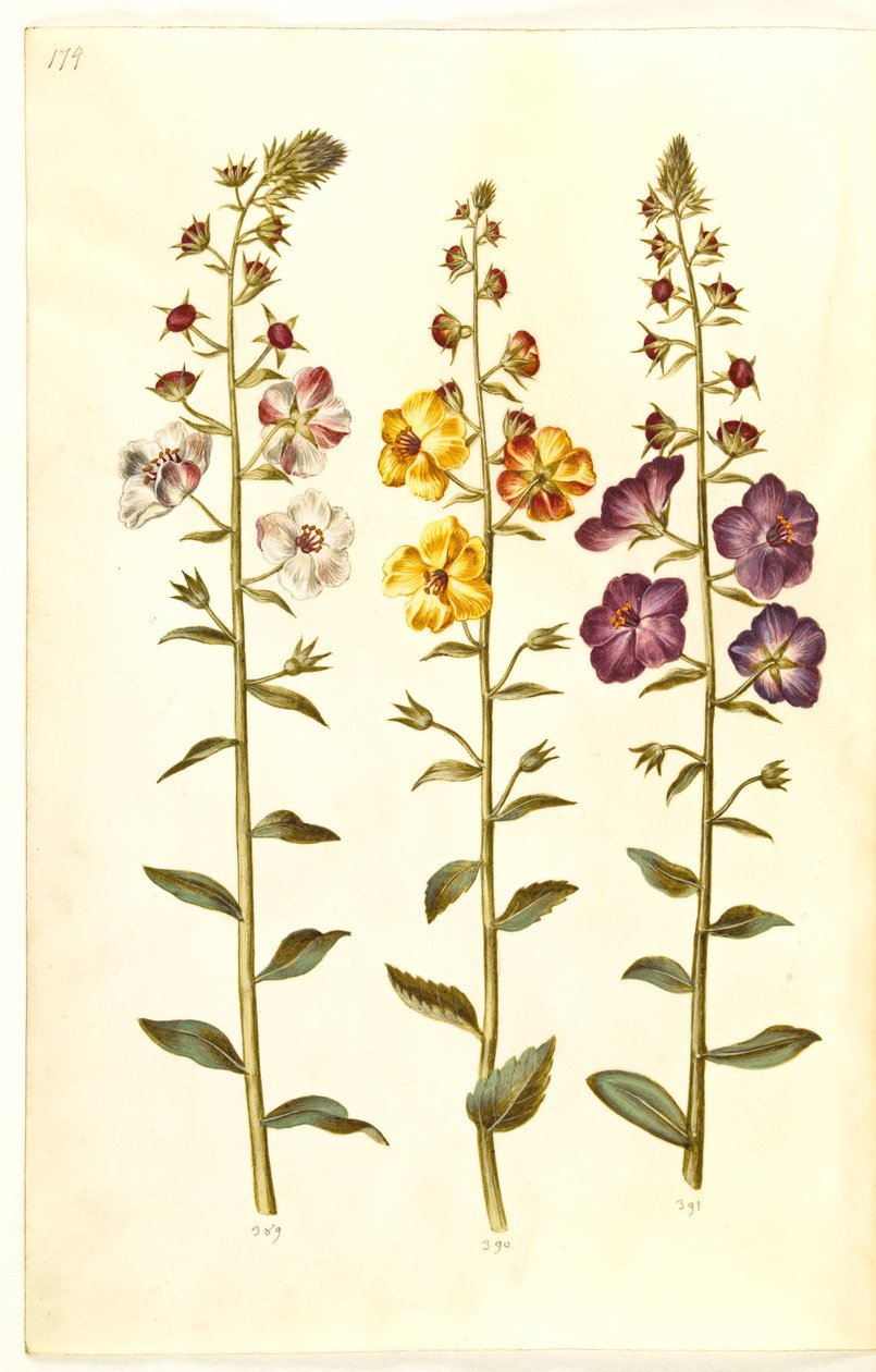 Verbascum blattaria (verbasco); Verbascum phoeniceum (verbasco purpureo) da Hans Simon Holtzbecker