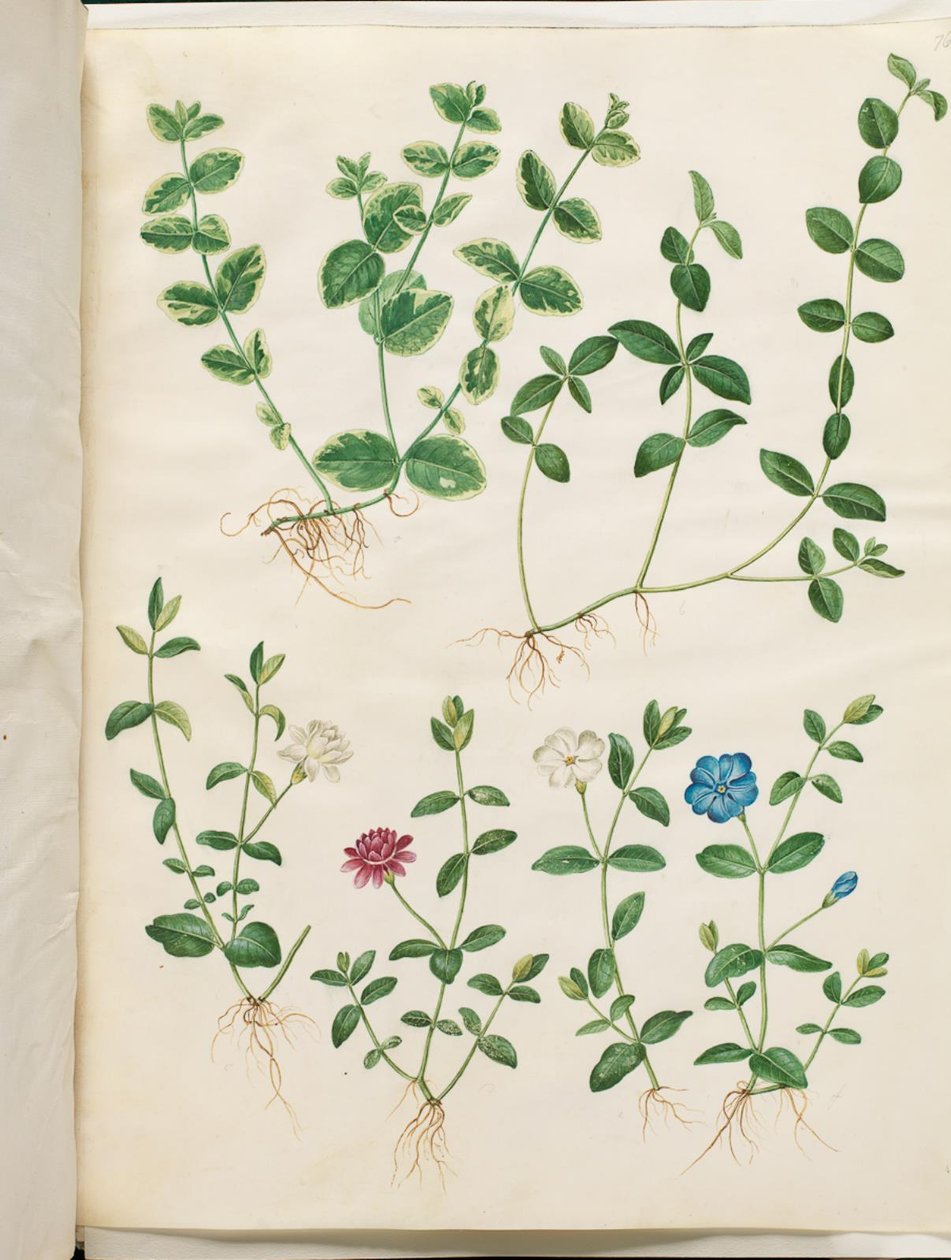 Vinca minor da Hans Simon Holtzbecker