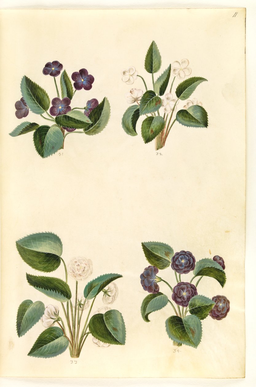 Viola odorata (violetta di marzo) da Hans Simon Holtzbecker