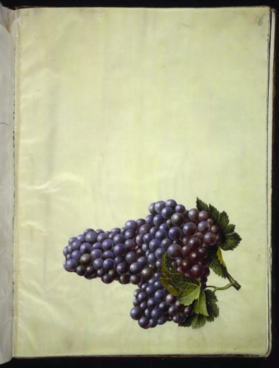 Vitis vinifera (vite comune) da Hans Simon Holtzbecker