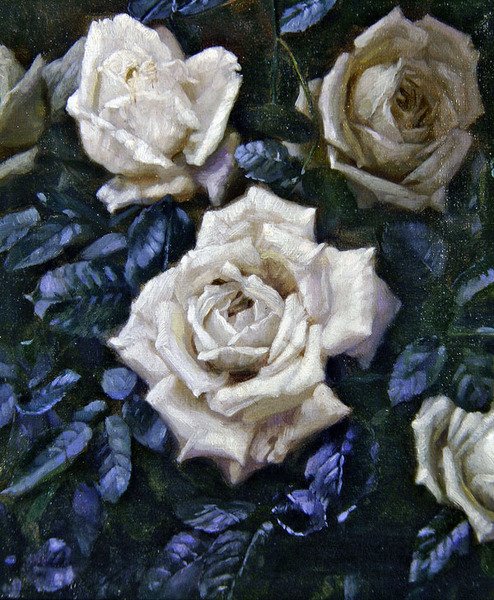 Rose bianche da Harold Oakley
