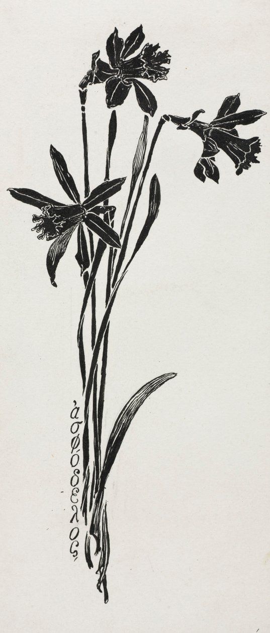 Narcisi da Harry Fenn