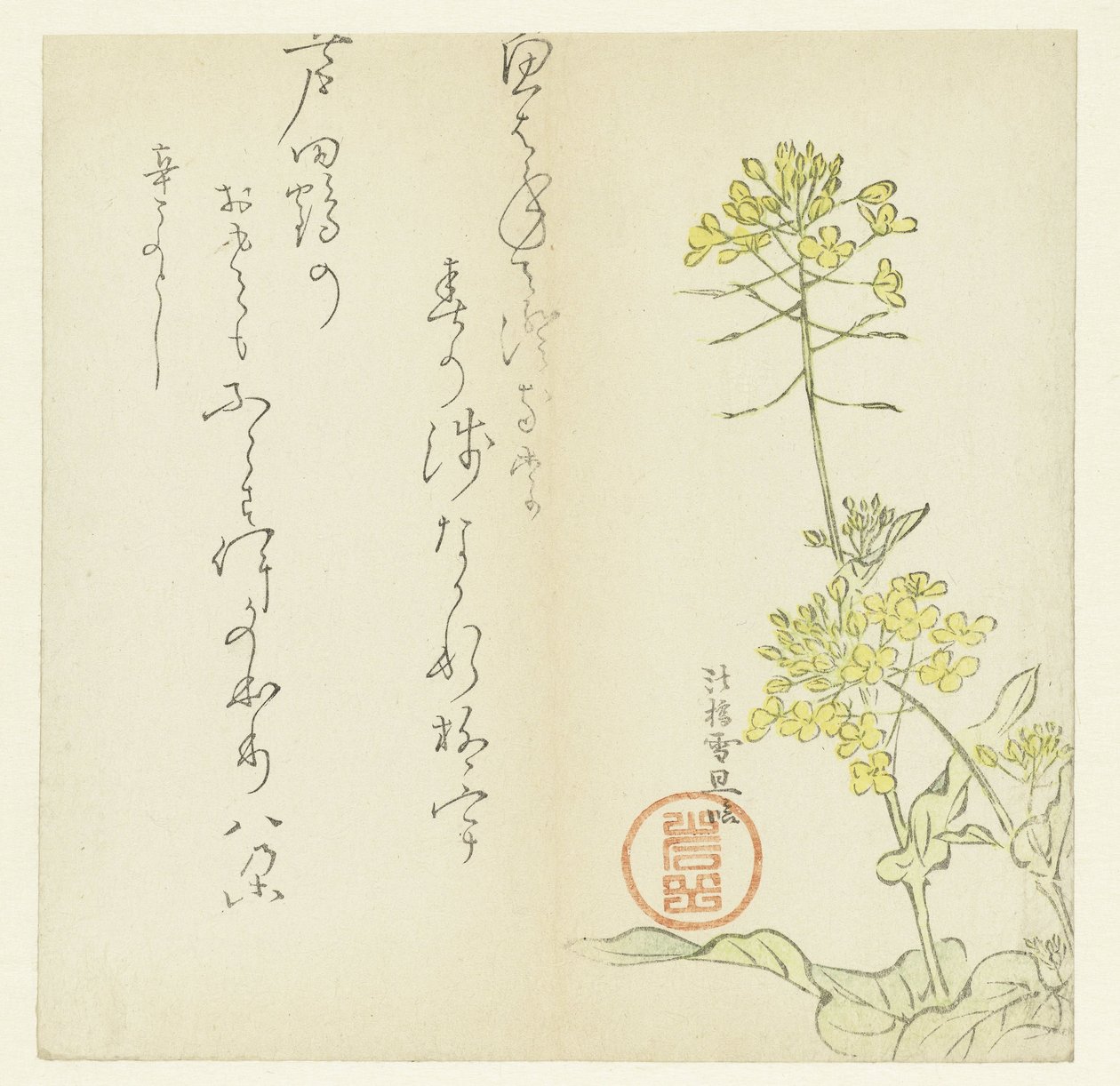 Fiori da Hasegawa Settan