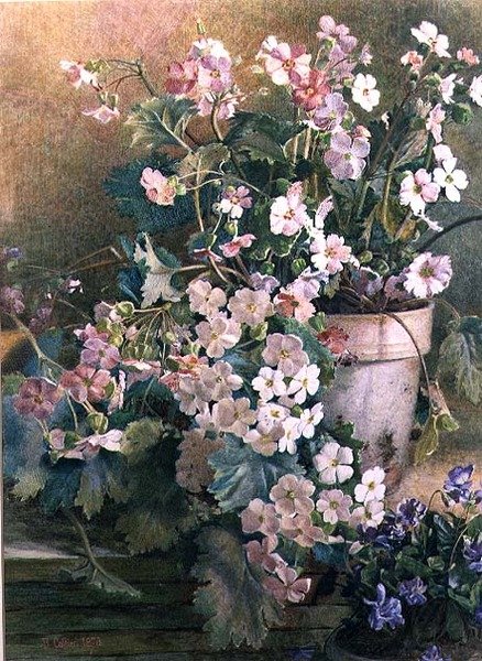 Studio di Primule da Hector Caffieri