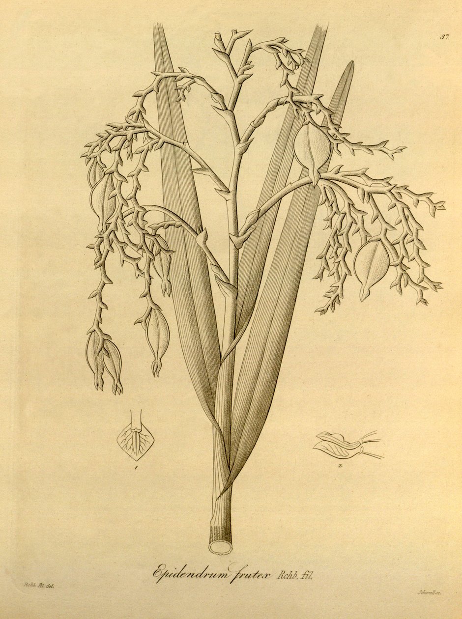 Illustrazione di: Epidendrum frutex da Heinrich Gustav Reichenbach