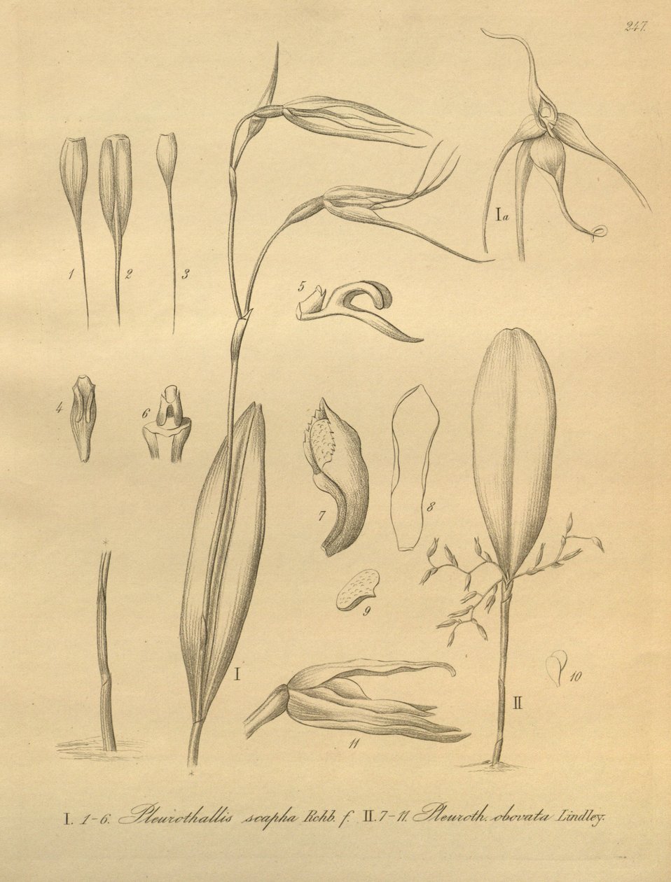 Illustrazione di Pleurothallis sirene da Heinrich Gustav Reichenbach