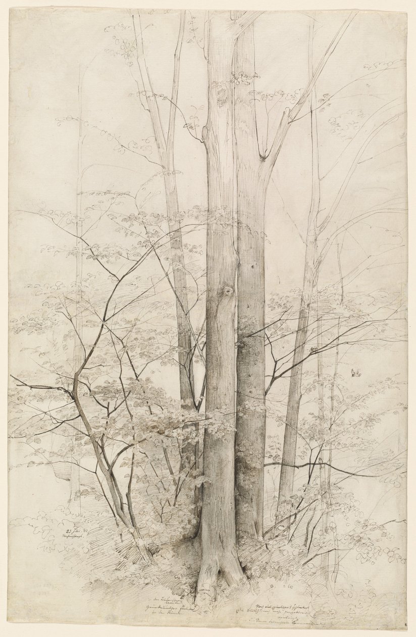 Un gruppo di alberi da Heinrich Dreber