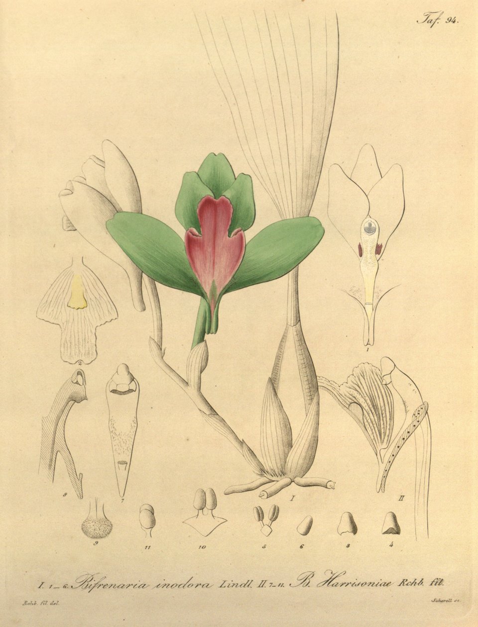 Bifrenaria inodora + harrisoniae da Heinrich Gustav Reichenbach