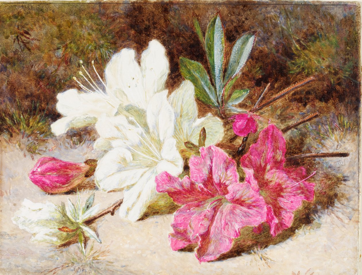 Fioritura di azalea, c.1865-74 da Helen Cordelia Coleman Angell