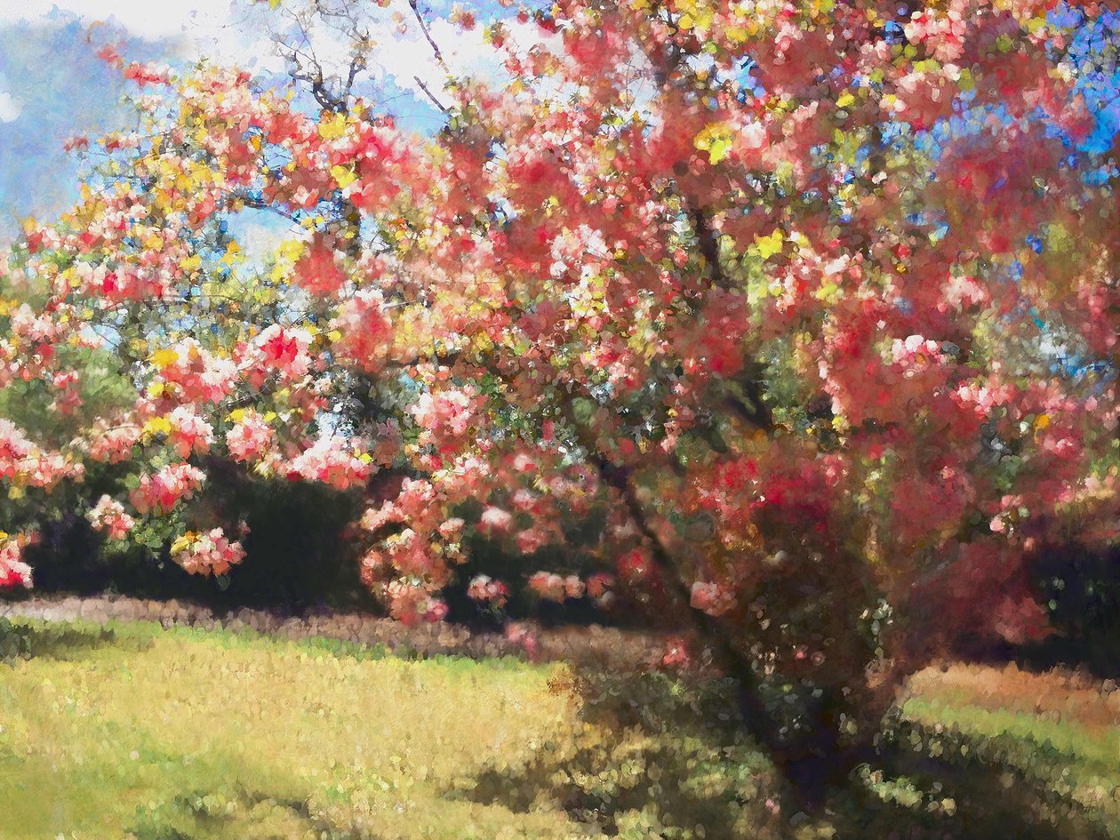 Fioritura di ciliegio, 2018 da Helen White