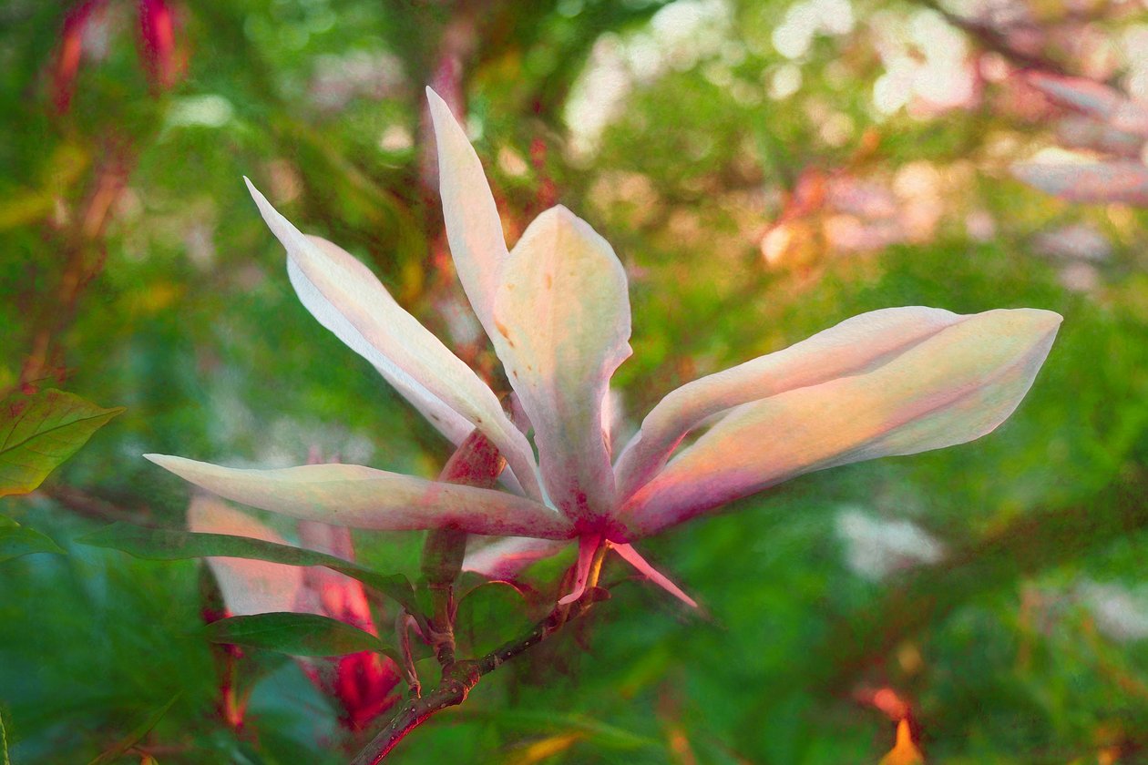 Magnolia, 2018 da Helen White