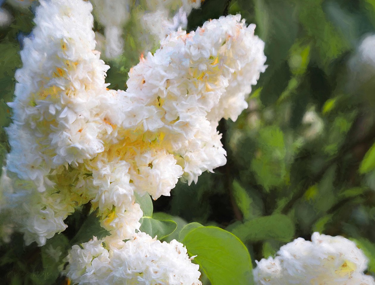 Lillà bianco puro, 2018 da Helen White