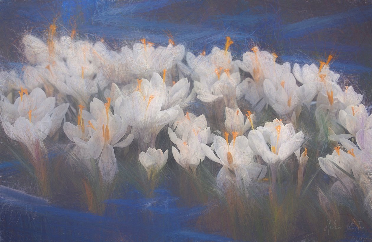 Crocus di Primavera, 2018 da Helen White
