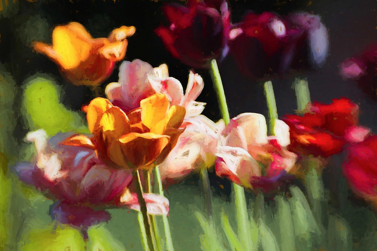 Campo di tulipani, 2018 da Helen White