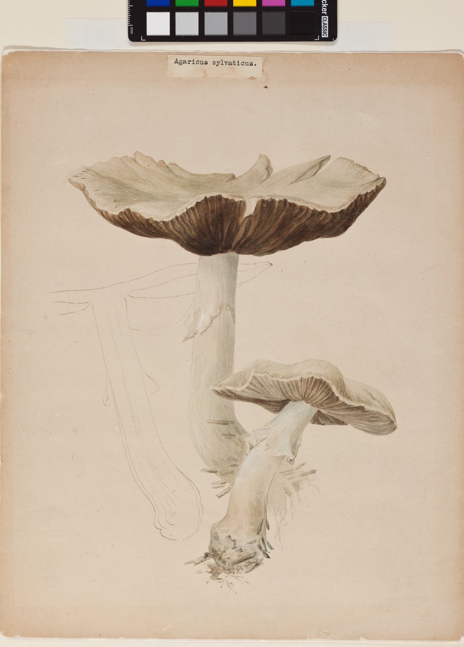 Agaricus augustus da Helen Beatrix Potter