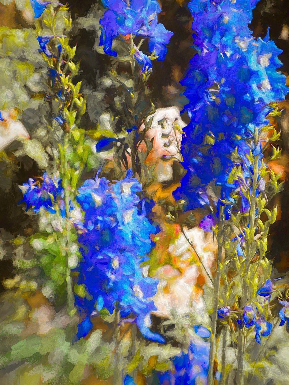 Delphinium Blu da Helen White