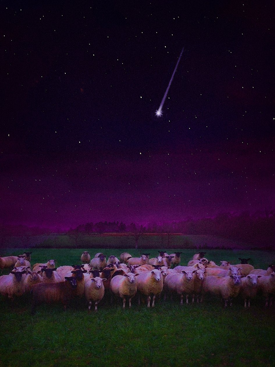 Gregge di Notte da Helen White