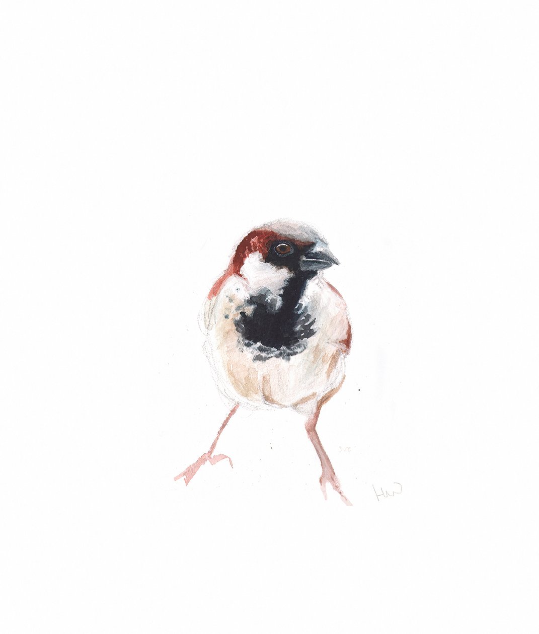 Passero maschio I da Helen White