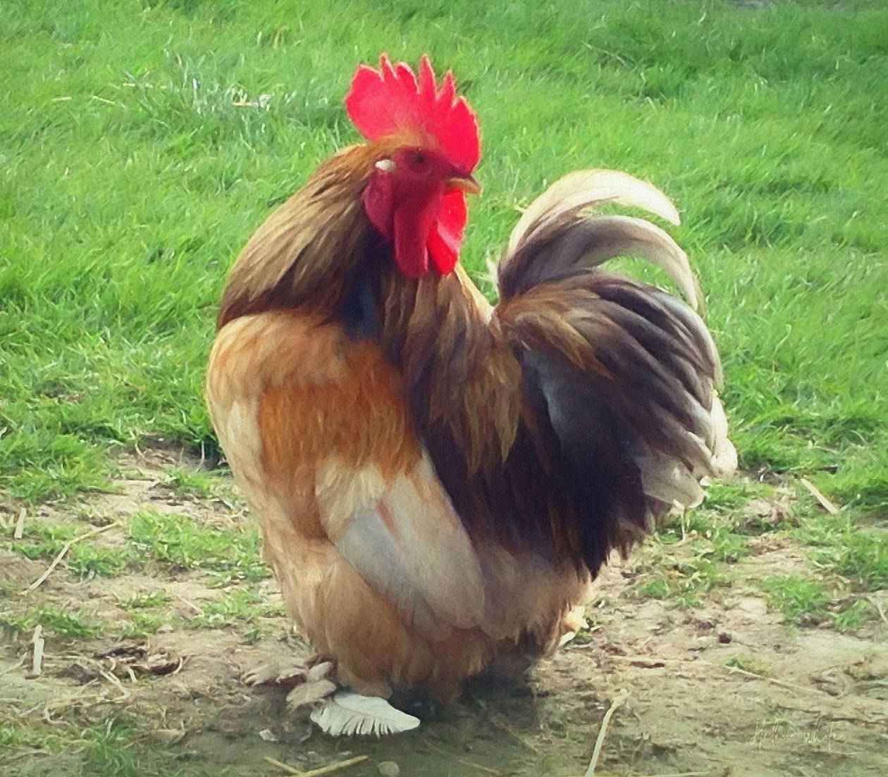 Gallo Fiero da Helen White