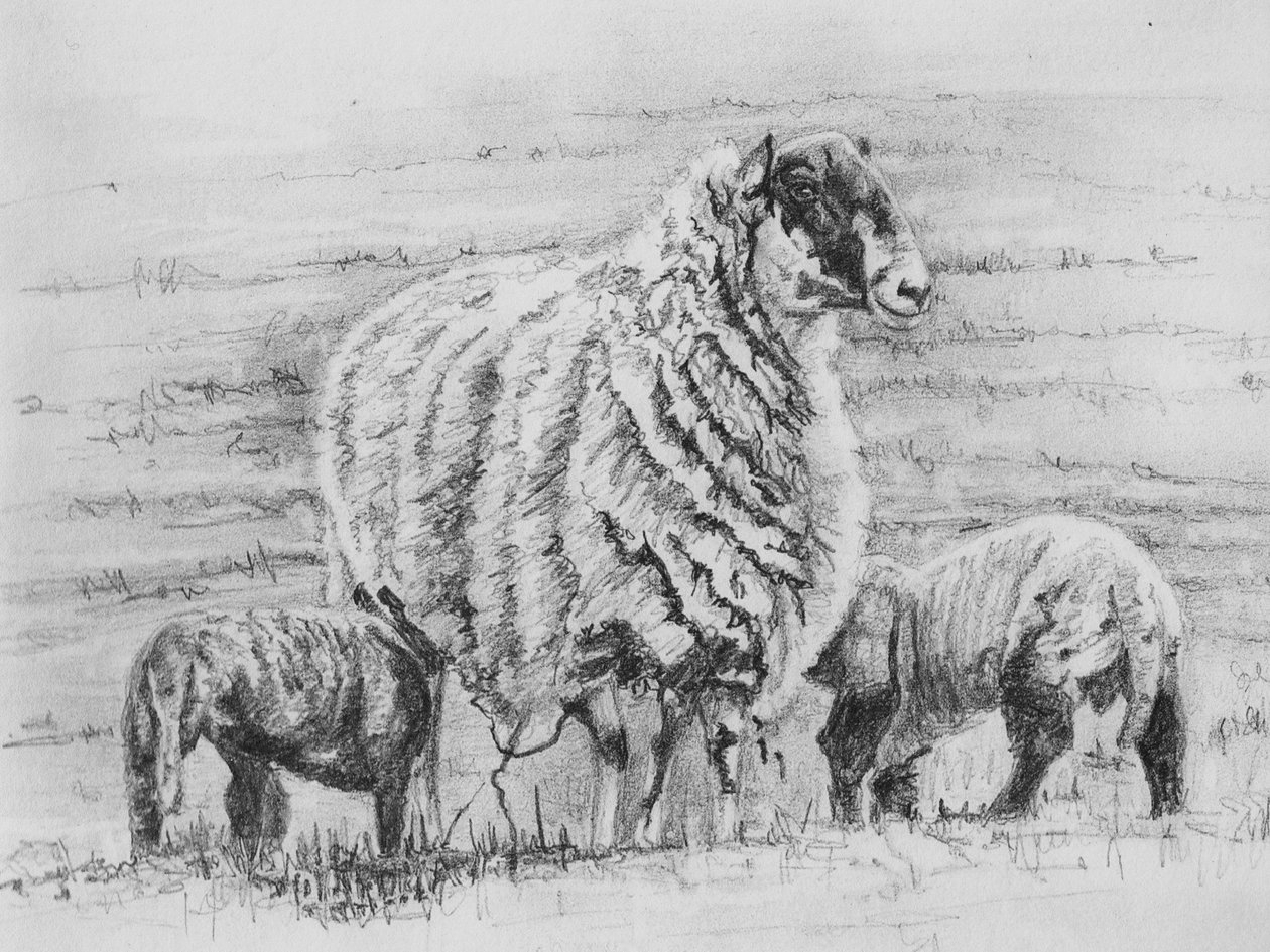 Pecora orgogliosa, 2012 da Helen White