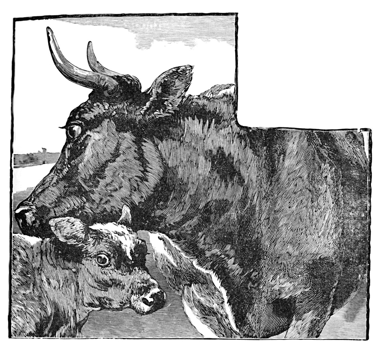 Mucca e vitello, c1900 da Helena J. Maguire
