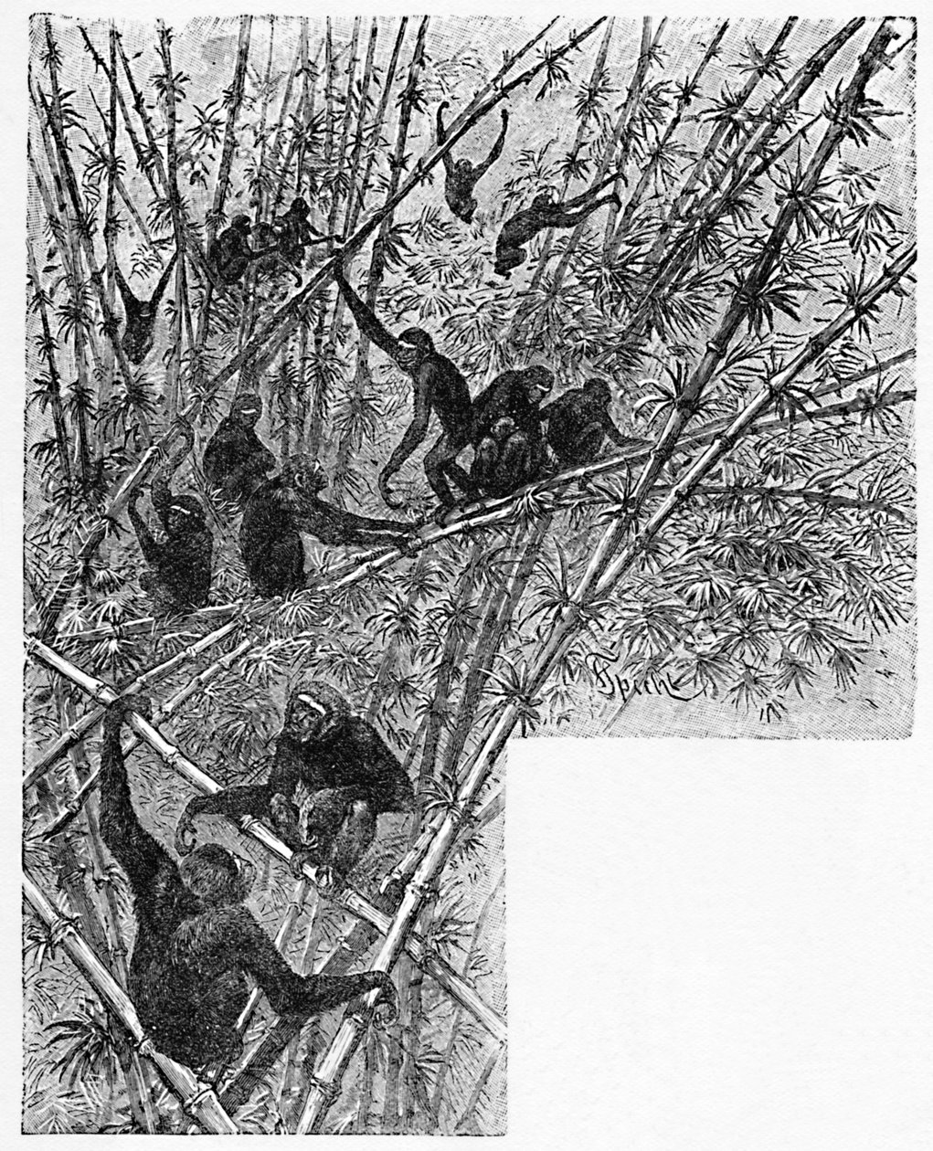 Hoolocks in una giungla di bambù, c. 1900 da Helena J. Maguire