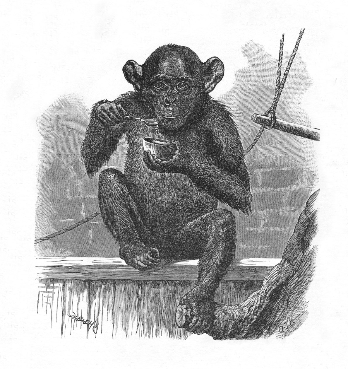 Lo scimpanzé Sally, c1900 da Helena J. Maguire