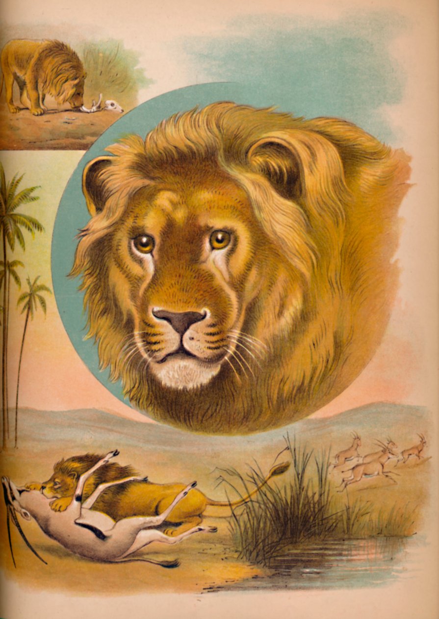 Il leone, c1900 da Helena J. Maguire