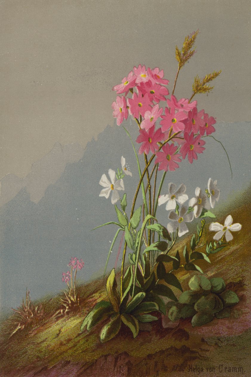 Fiori di montagna da Helga von Cramm