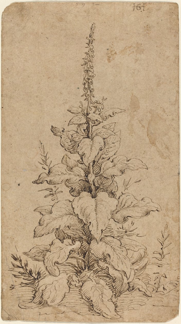 Una digitale in fiore da Hendrik Goltzius