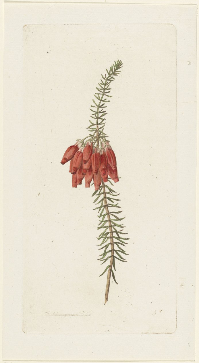 Fiori (Erica Mammosa) da Hendrik Schwegman