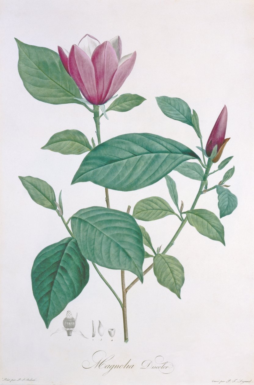 Magnolia discolor, inciso da Legrand da Pierre Joseph Redouté