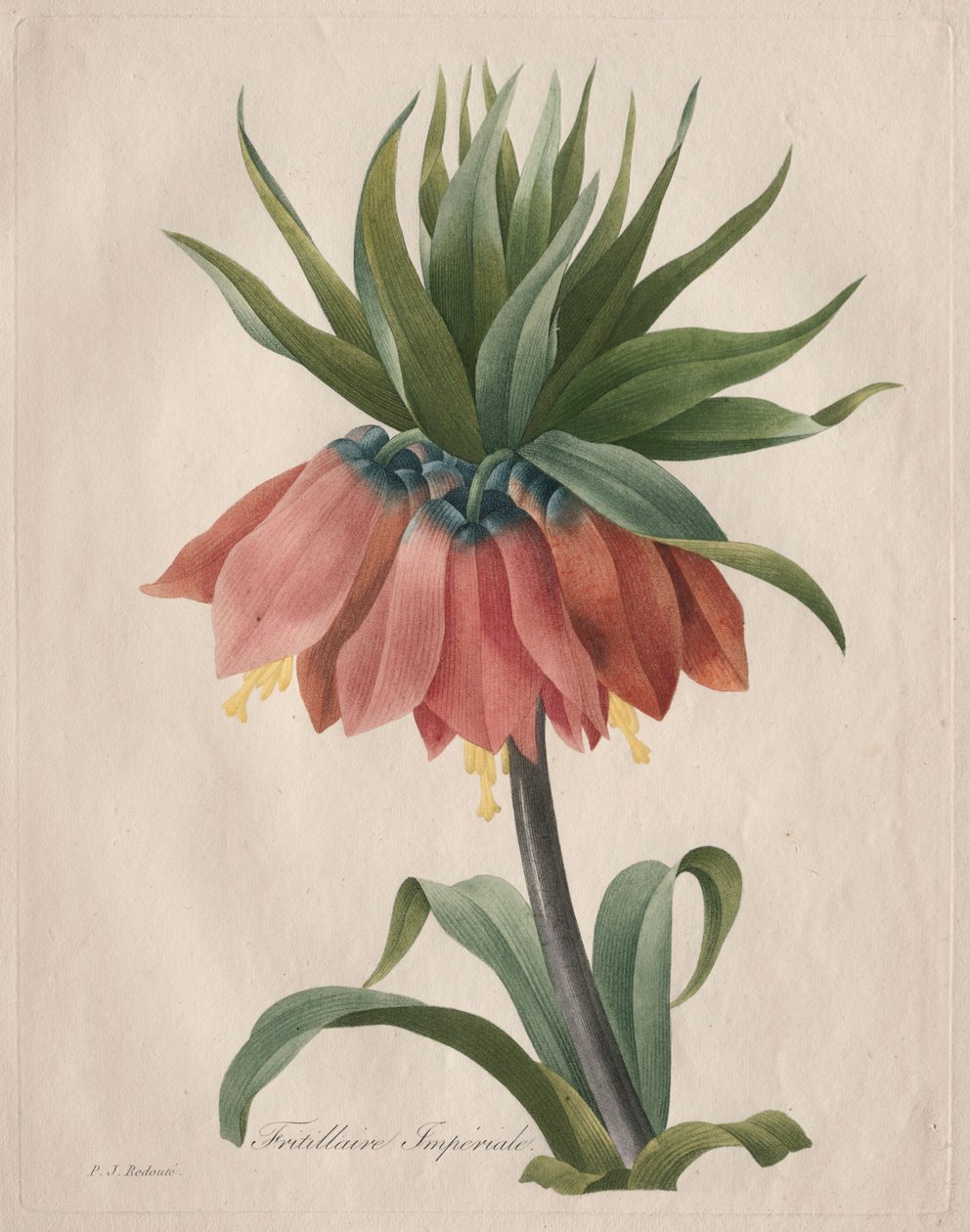 Fritillaria imperiale, 1827 da Pierre Joseph Redouté