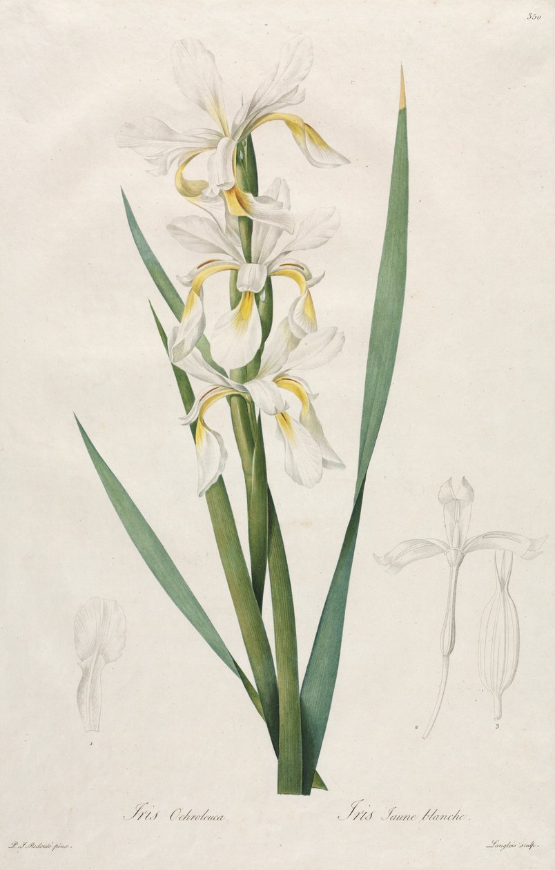 Iris a bande dorate da Pierre Joseph Redouté
