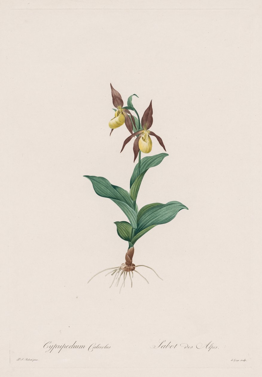 Les Liliacées: Cypripedium calceolus, 1802-1816 da Pierre Joseph Redouté