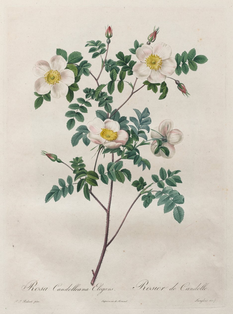 Le Rose: Rosa Candolleana Elegans, 1817-1824 da Pierre Joseph Redouté