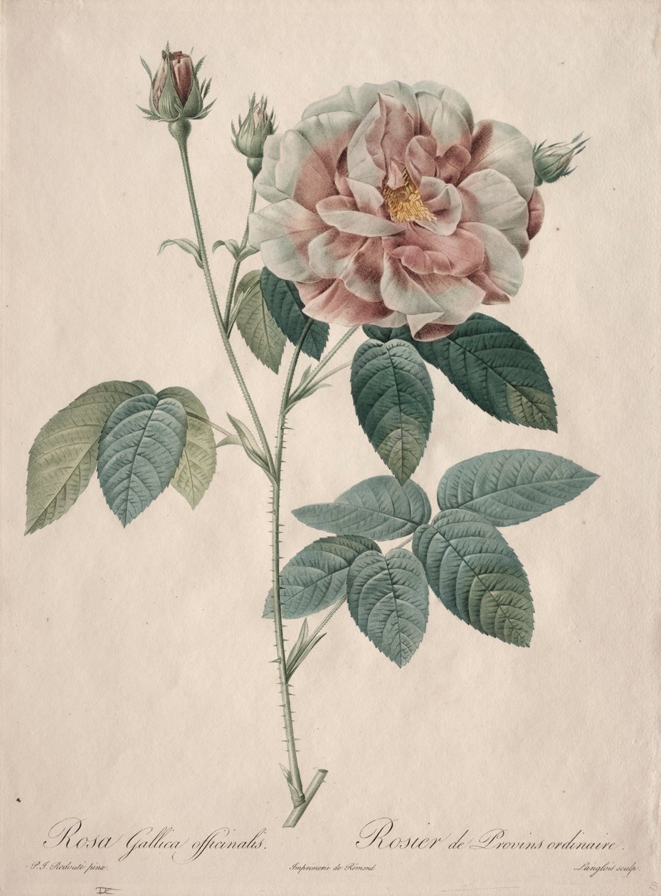 Le Rose: Rosa Gallica, 1817-1824 da Pierre Joseph Redouté