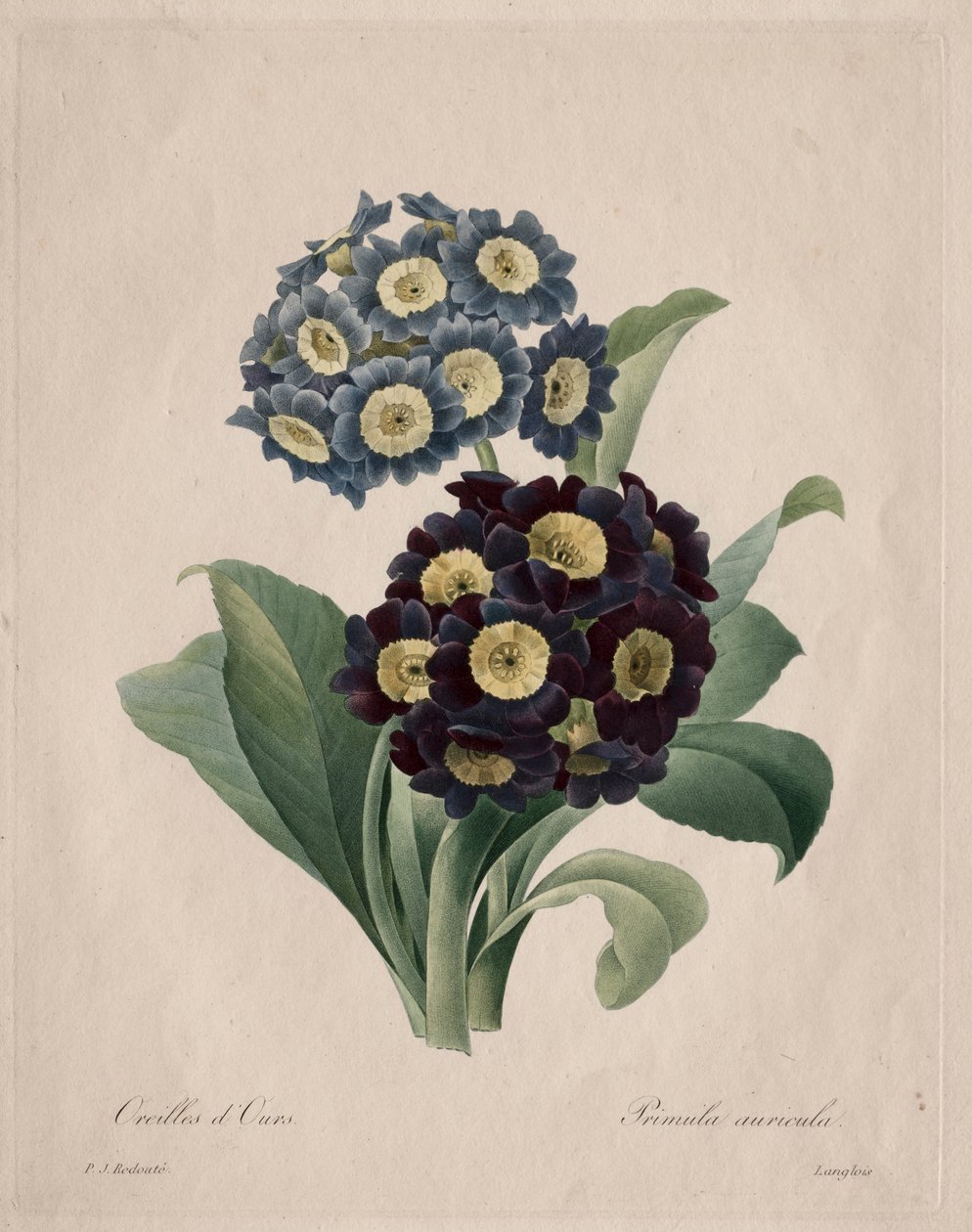 Primula auricula, 1827 da Pierre Joseph Redouté