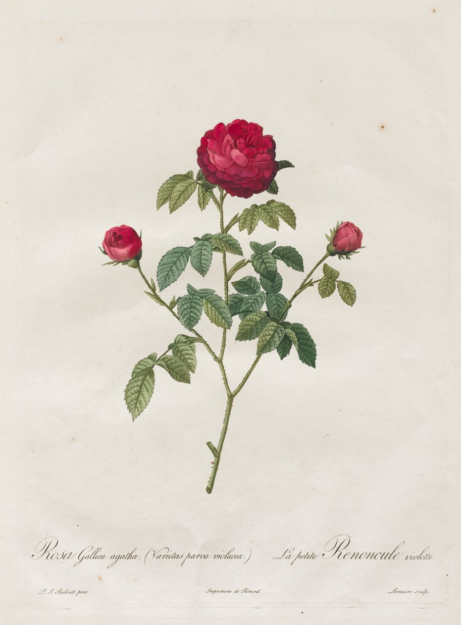Rosa di Provenza o Rosa Francese da Pierre Joseph Redouté
