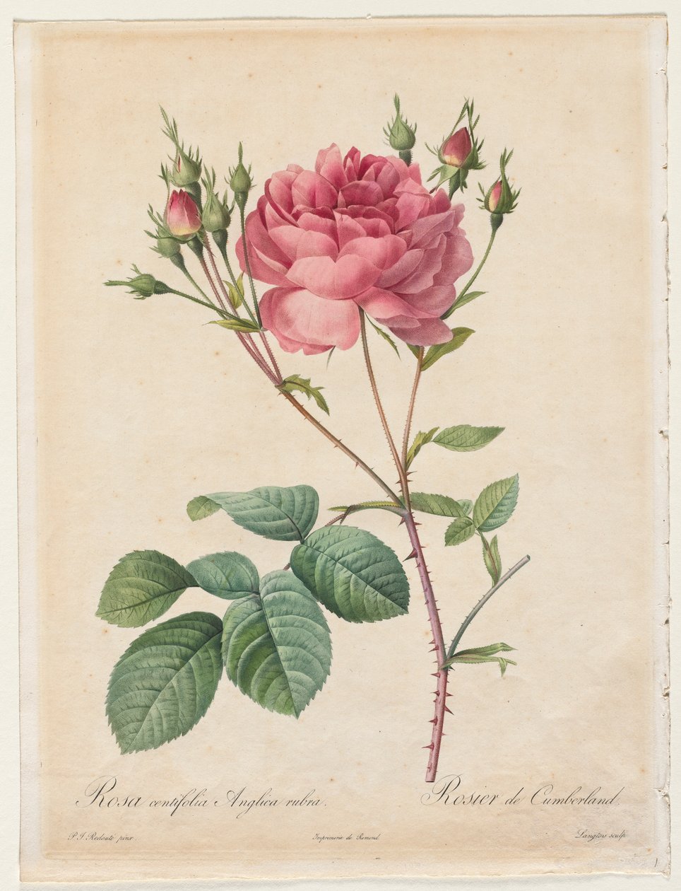 Rosa Centifolia Anglica Rubra da Pierre Joseph Redouté