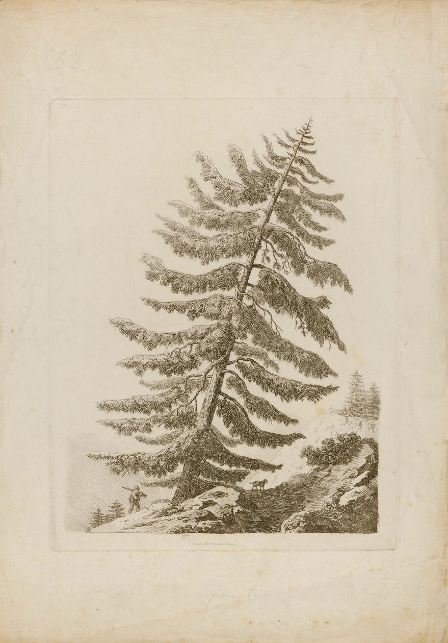 A Pine Tree da Henri L