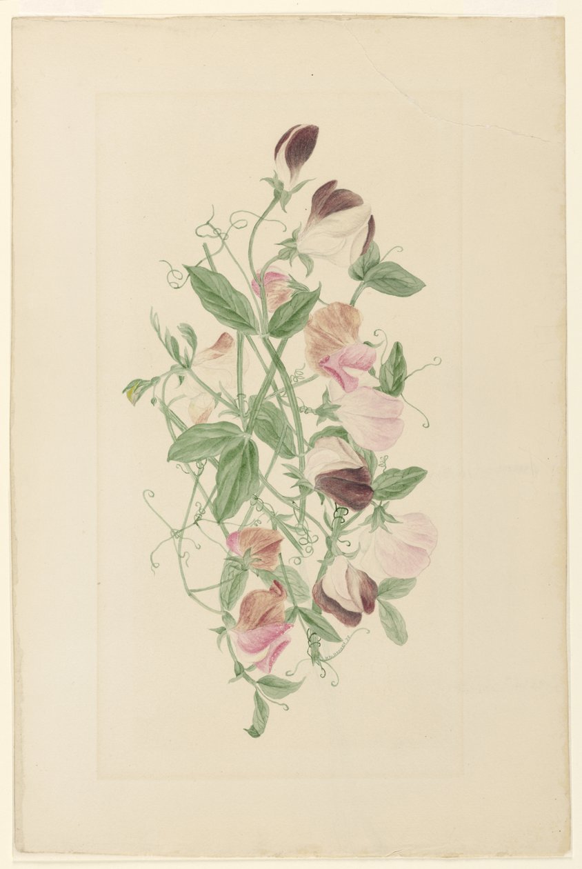 Piselli odorosi da Henrietta Benson Homer