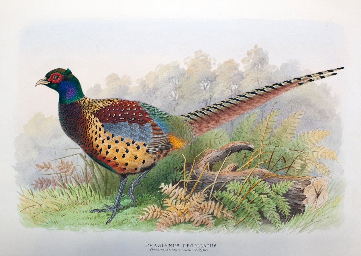 Phasianus Decollatus, 1906-7 da Henry Jones