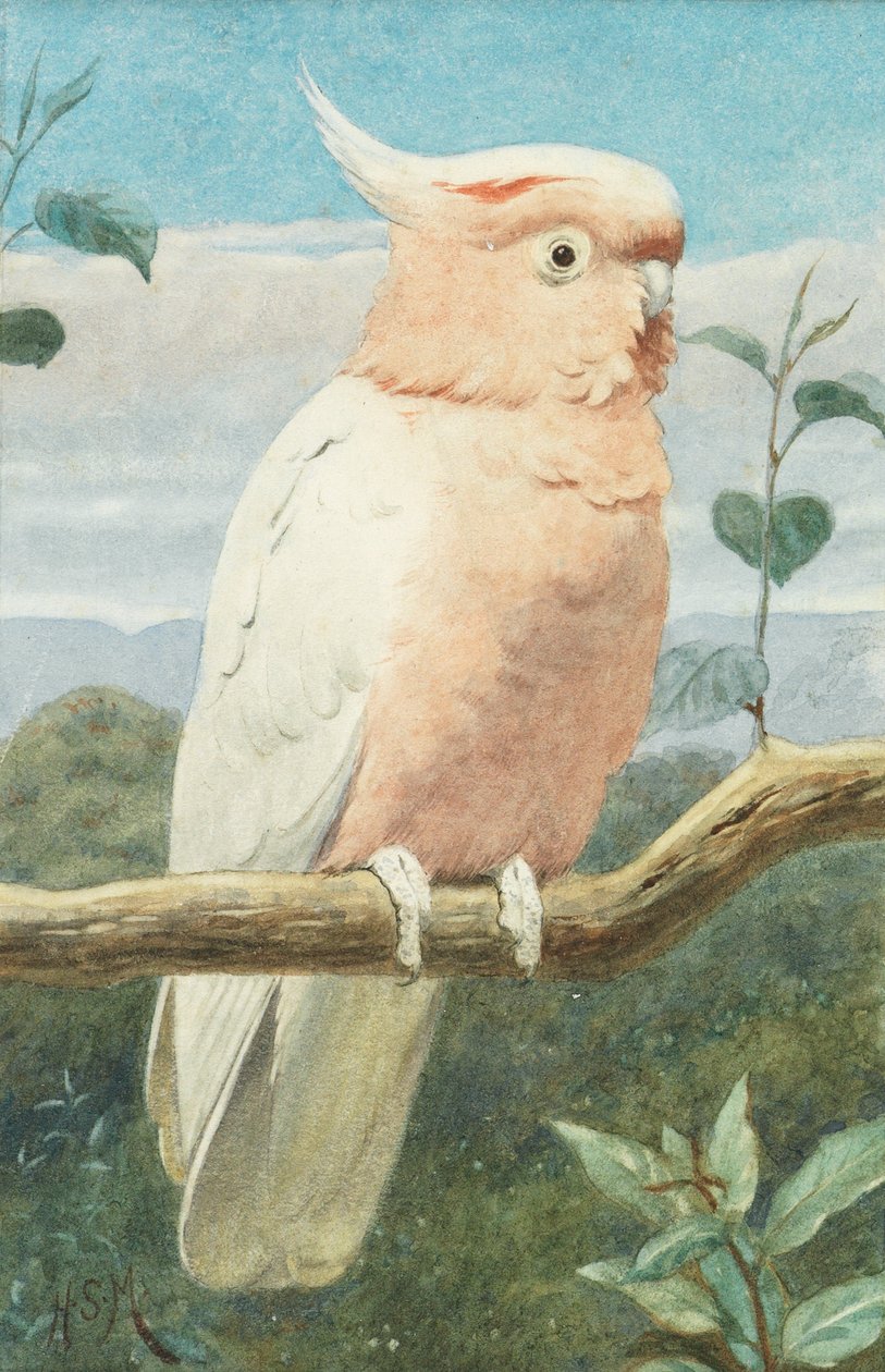 Un cacatua di Leadbetter da Henry Stacey Marks